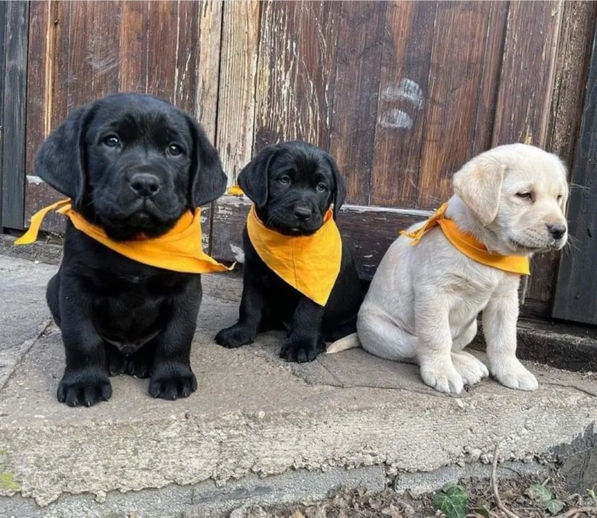 Hermoso Cachorro Labrador Listo para un Hogar para Siempre 🐾🐶 | WhatsApp: +34 632 000 221
