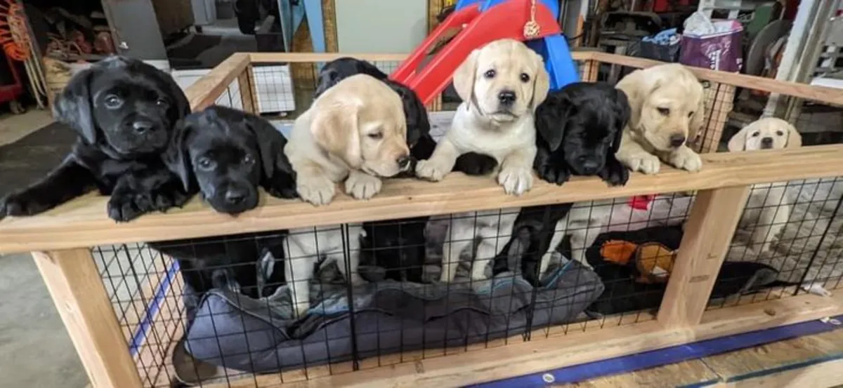 Dulce Cachorro Labrador Esperando a su Familia Ideal 🐶🏡 | WhatsApp: +34 632 000 221