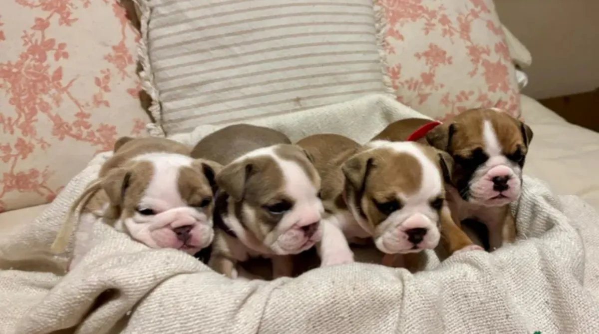 English Bulldog Puppies for Restoration