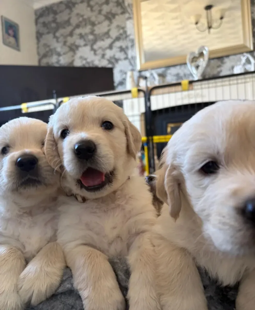 Golden Retriever Puppies, ready for a new home