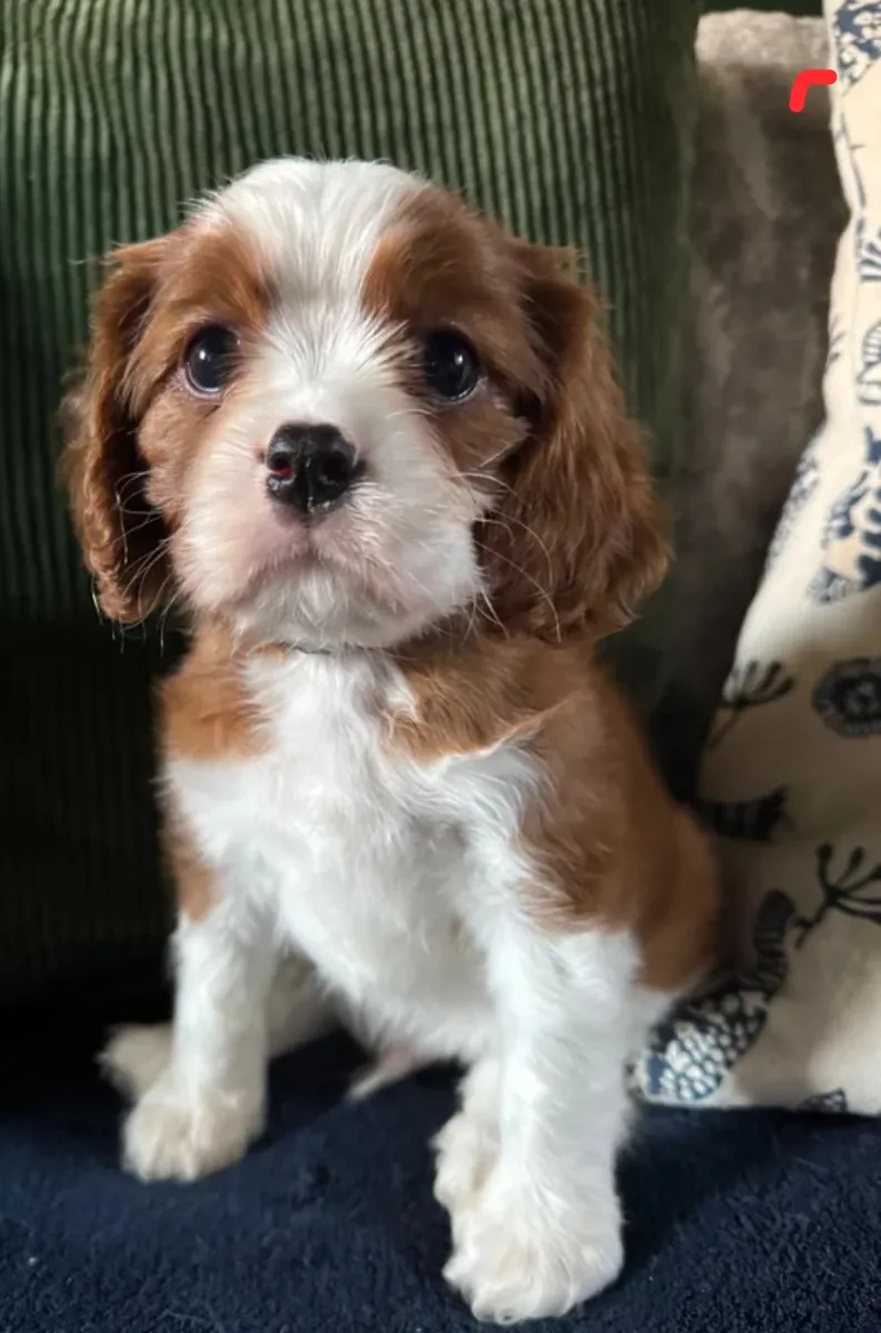 The Cavalier King Charles Spaniel is being brought home again