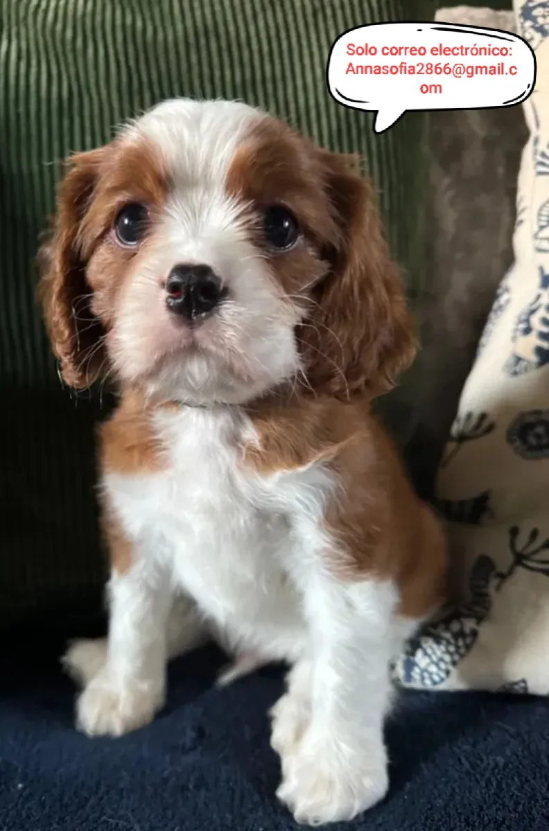 El Cavalier King Charles Spaniel será devuelto a su hogar