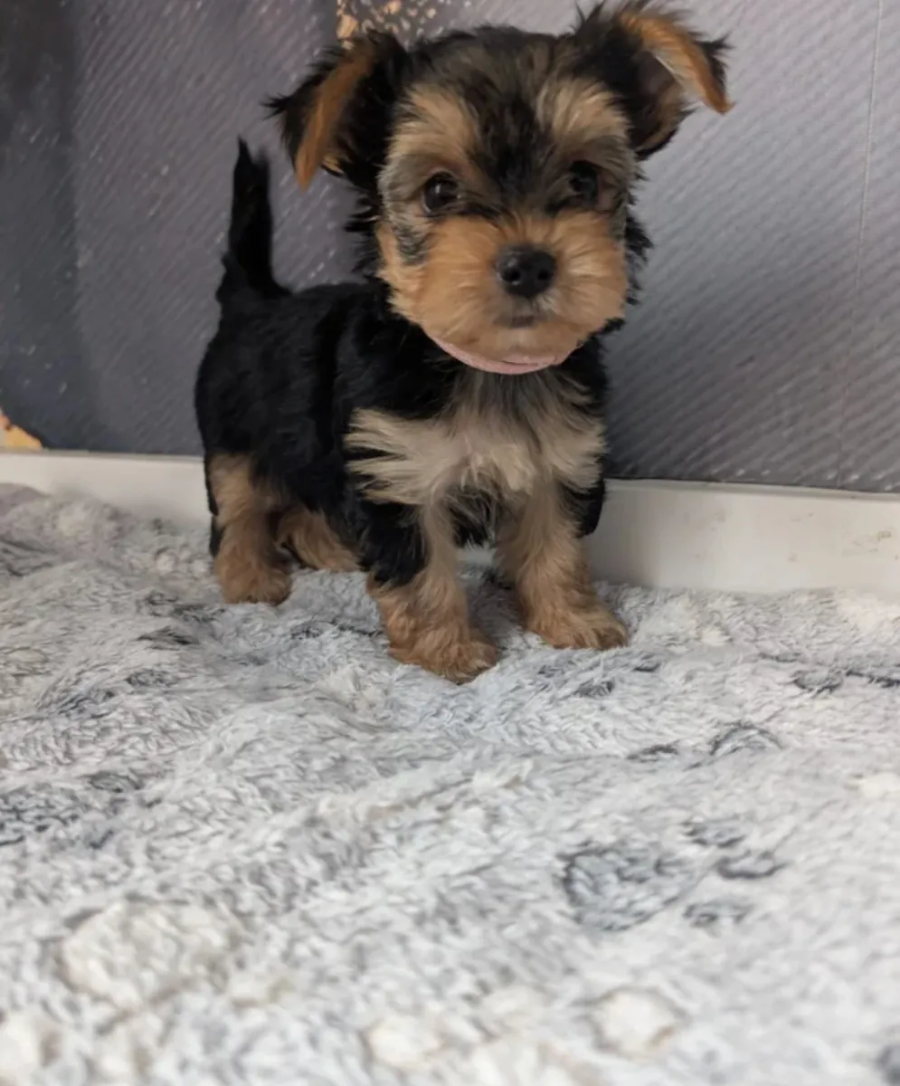 Yorkshire Terrier Puppies for Adoption