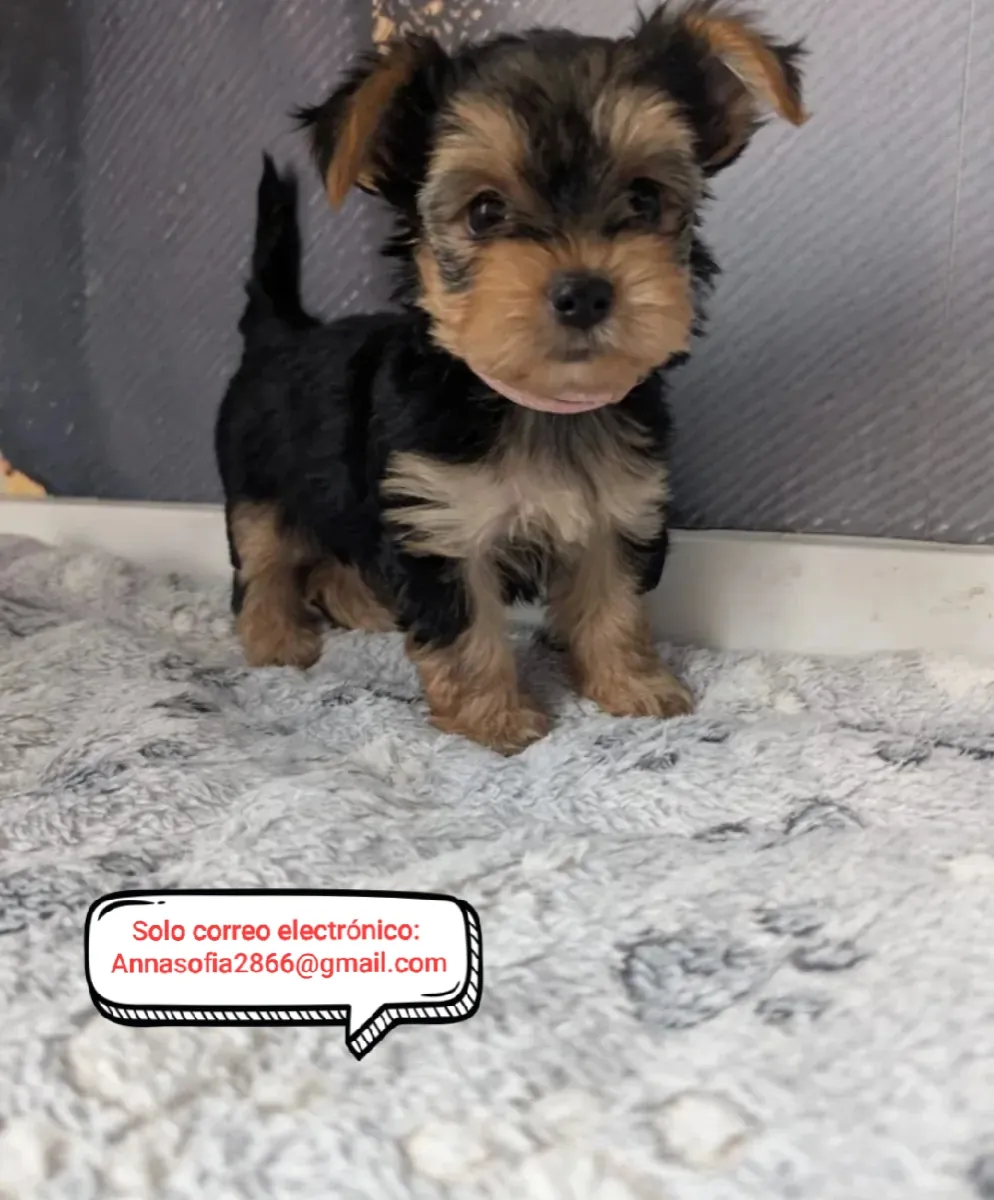 Chiots Yorkshire Terrier à adopter