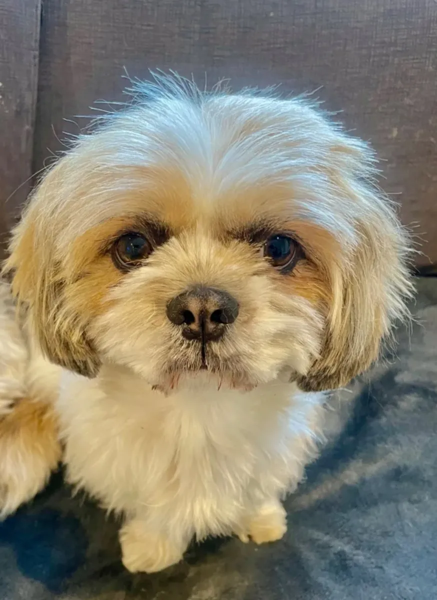 Imperial Shih Tzu Puppies for Restoration