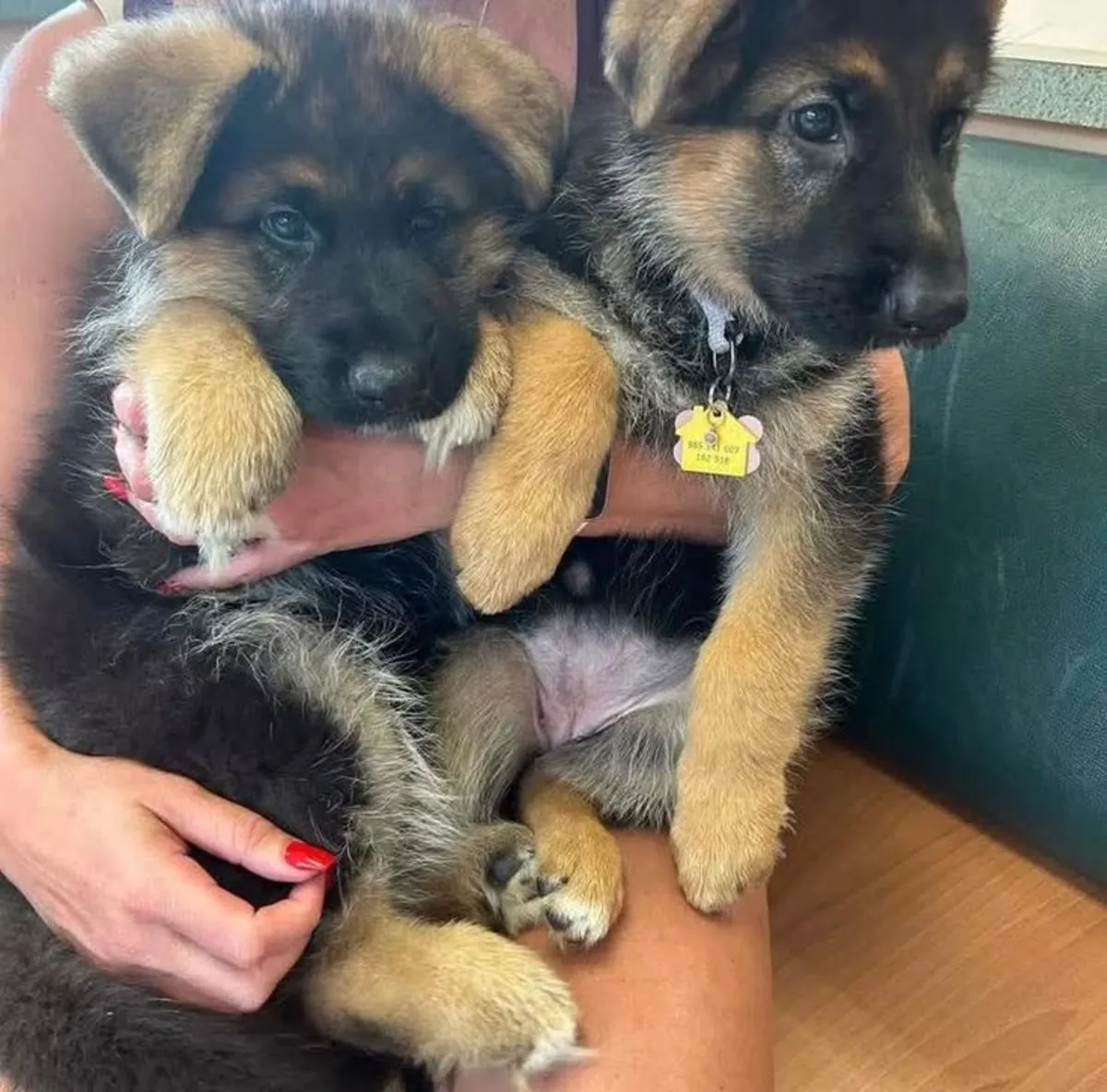 Précieux chiot berger allemand prêt pour un foyer aimant 🐕🖤 | WhatsApp: +34 632 000 221