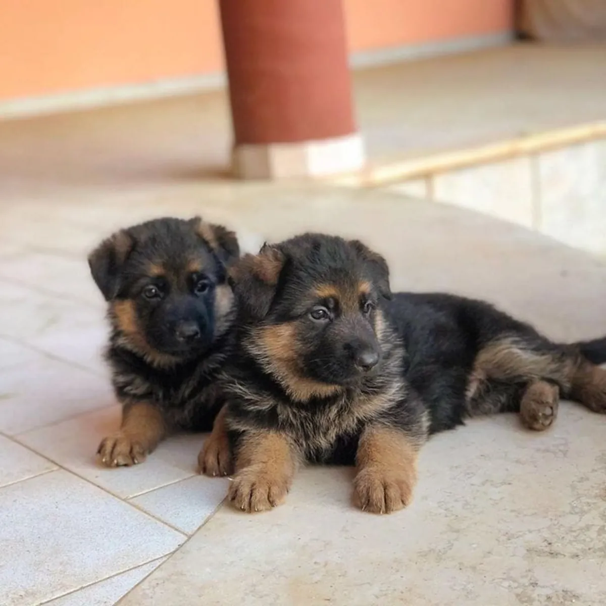 Encantador Cachorro Pastor Alemán Busca una Familia Especial 🐕❤️ | WhatsApp: +34 632 000 221