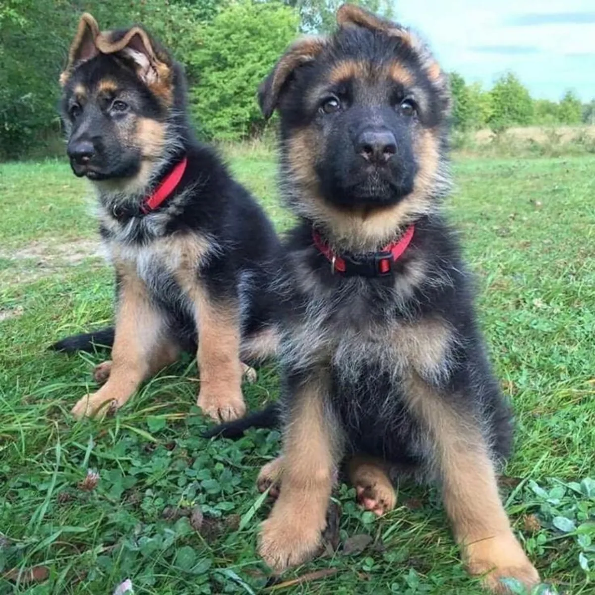 Magnífico Cachorro Pastor Alemán Busca una Familia Amorosa 🐕🖤 | WhatsApp: +34 632 000 221