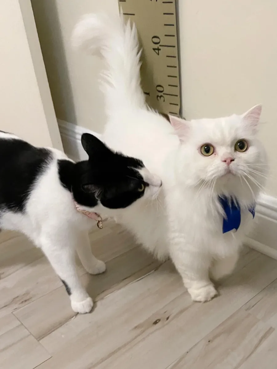 寻找一个安静的家庭