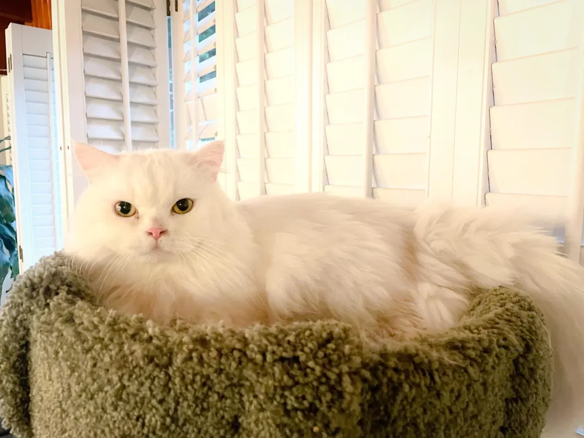 寻找一个安静的家庭