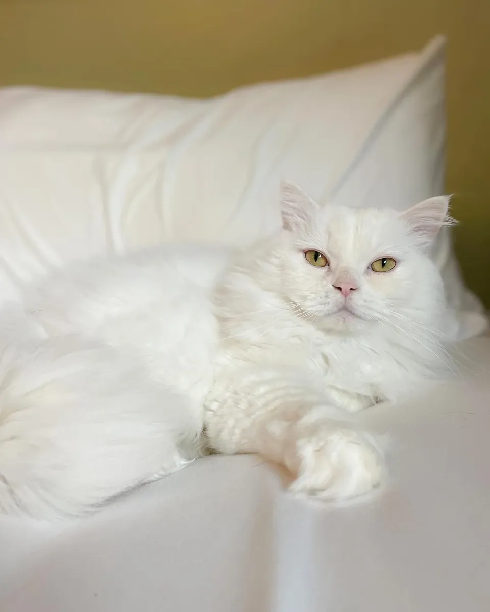 寻找一个安静的家庭