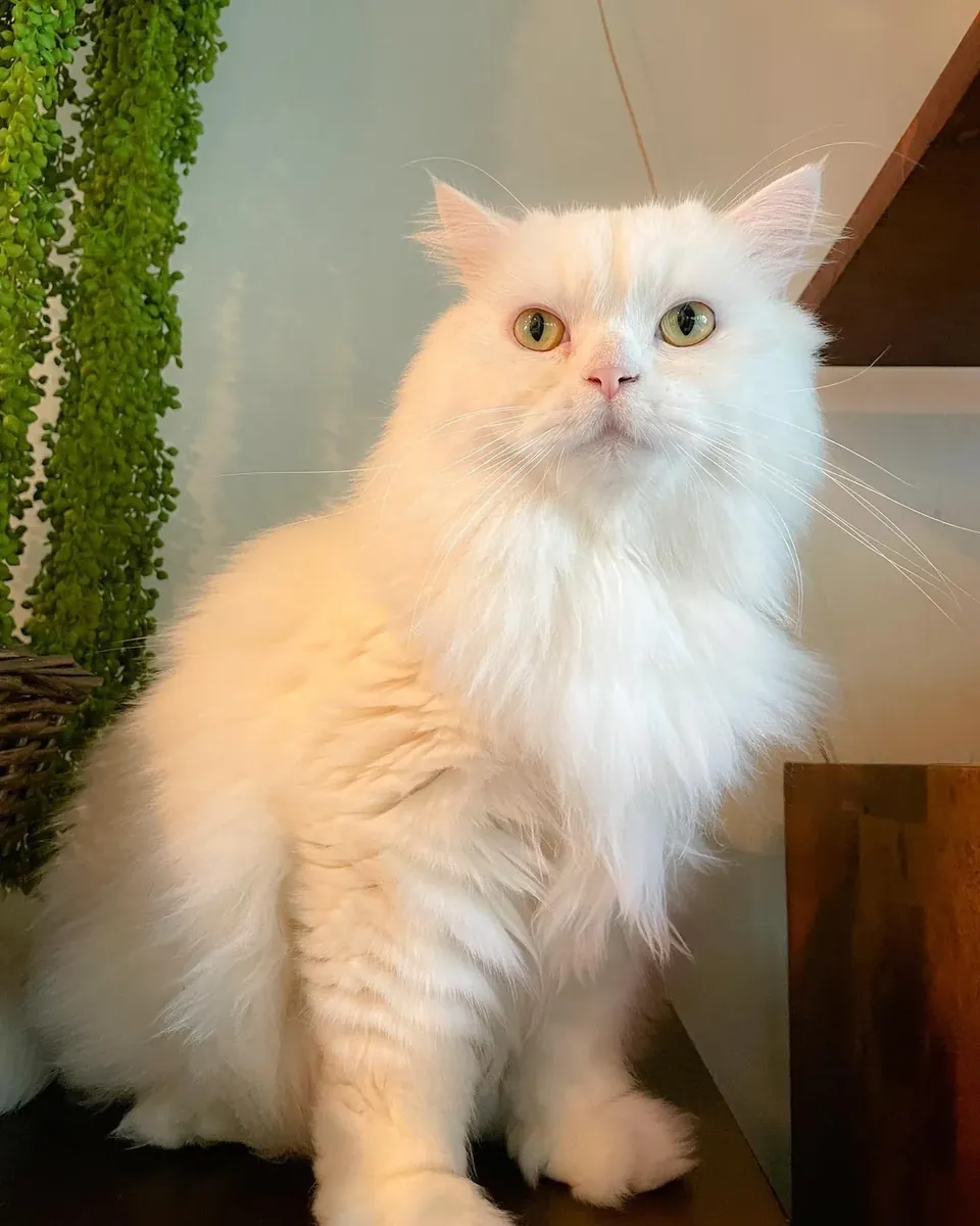 寻找一个安静的家庭