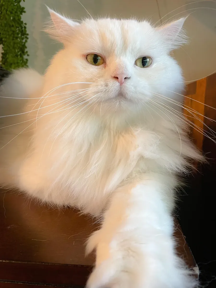 寻找一个安静的家庭