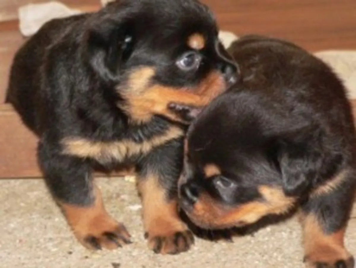 Cuccioli di Rottweiler