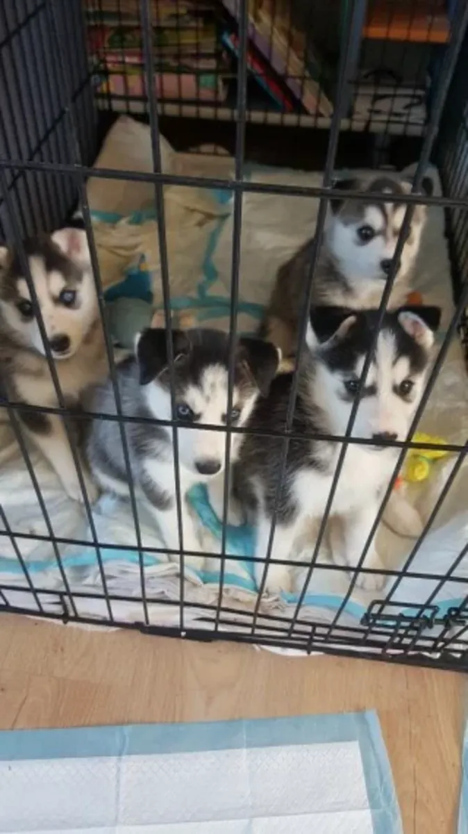 2 cuccioli di Siberian Husky