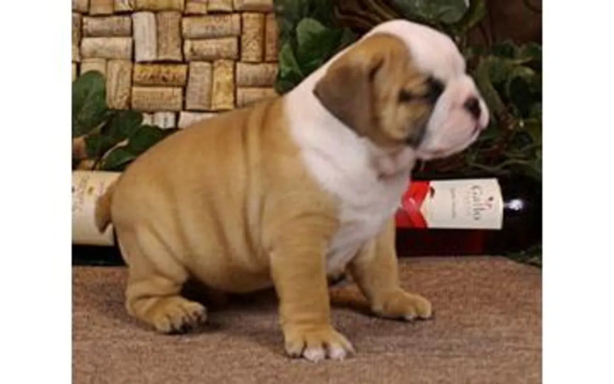 Adorabile cucciolo di Bulldog inglese