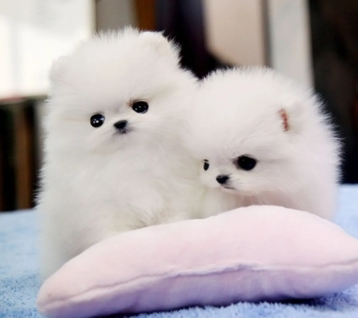 Cuccioli di Pomerania
