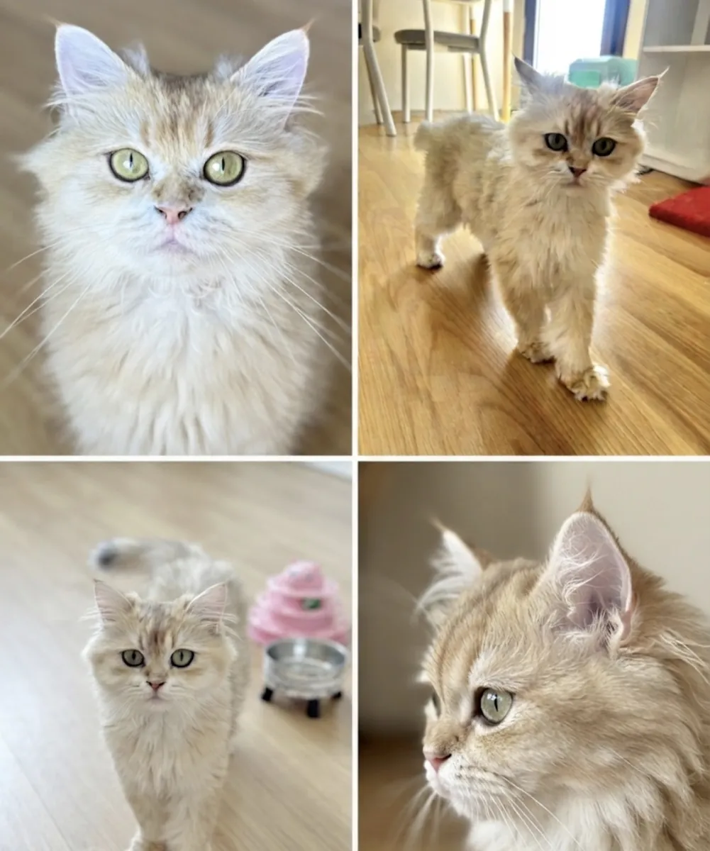 Purebred Golden British Longhair Eos Female Looking for a New Home