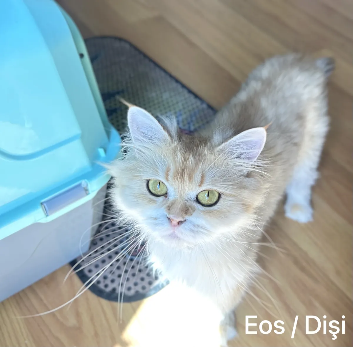 Purebred Golden British Longhair Eos Female Looking for a New Home