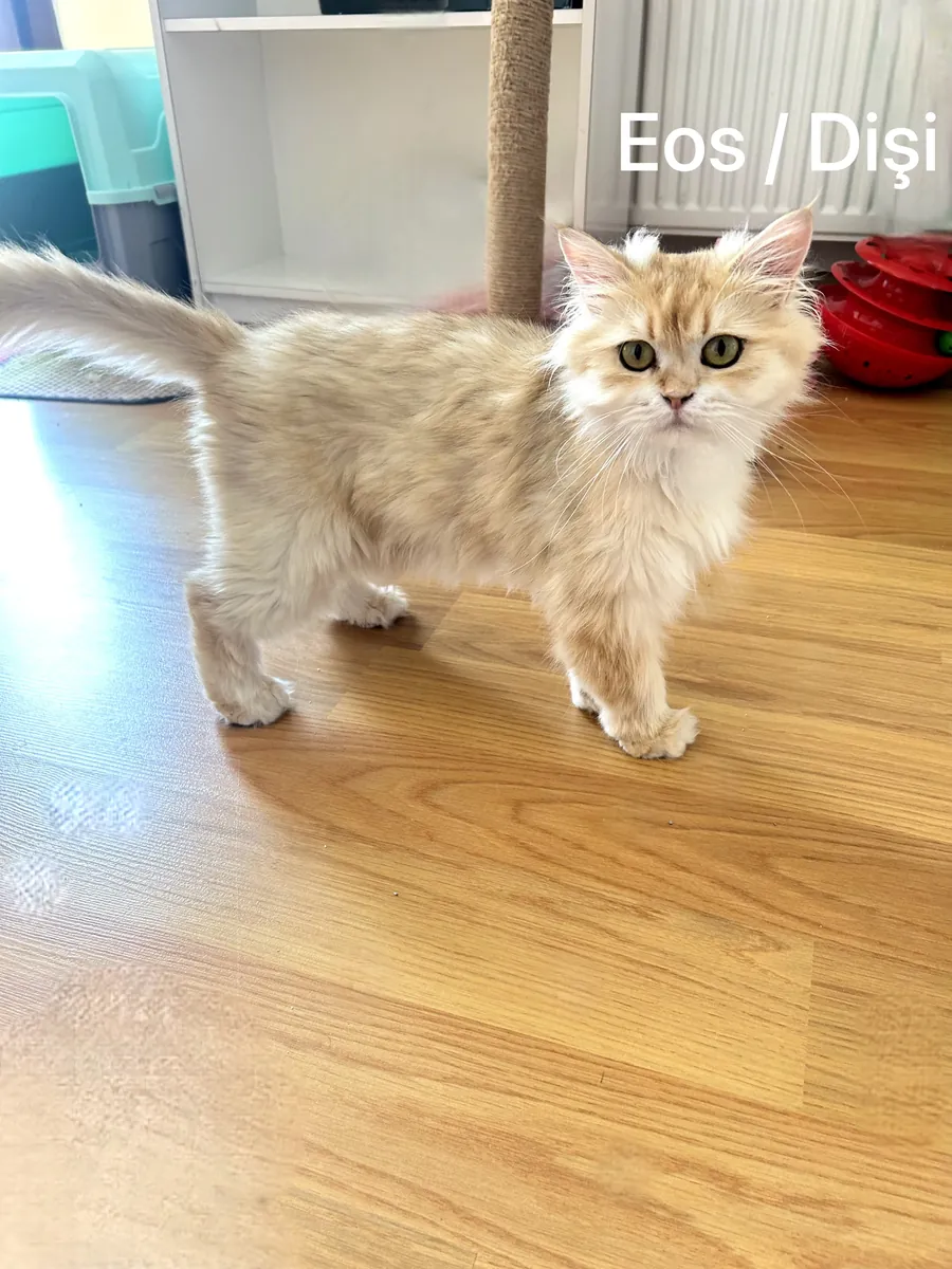 Purebred Golden British Longhair Eos Female Looking for a New Home