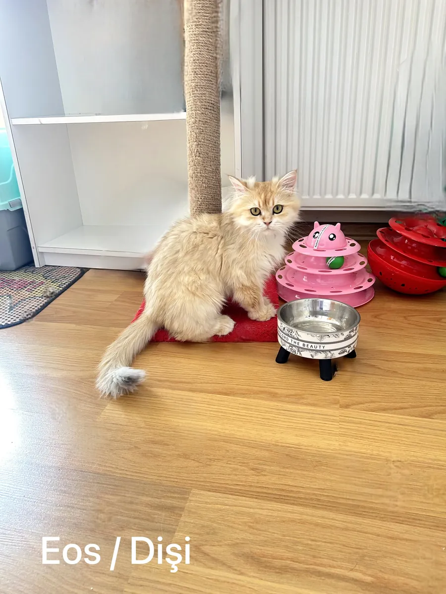 Purebred Golden British Longhair Eos Female Looking for a New Home