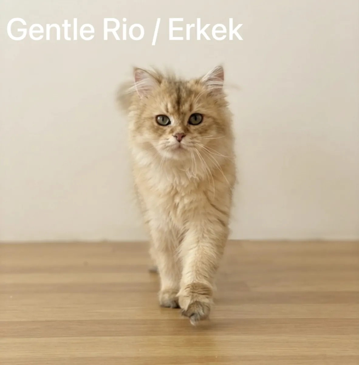 Purebred Golden British Longhair Male Gentle Rio Looking for a New Home