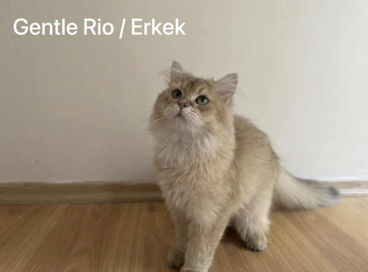 Purebred Golden British Longhair Male Gentle Rio Looking for a New Home