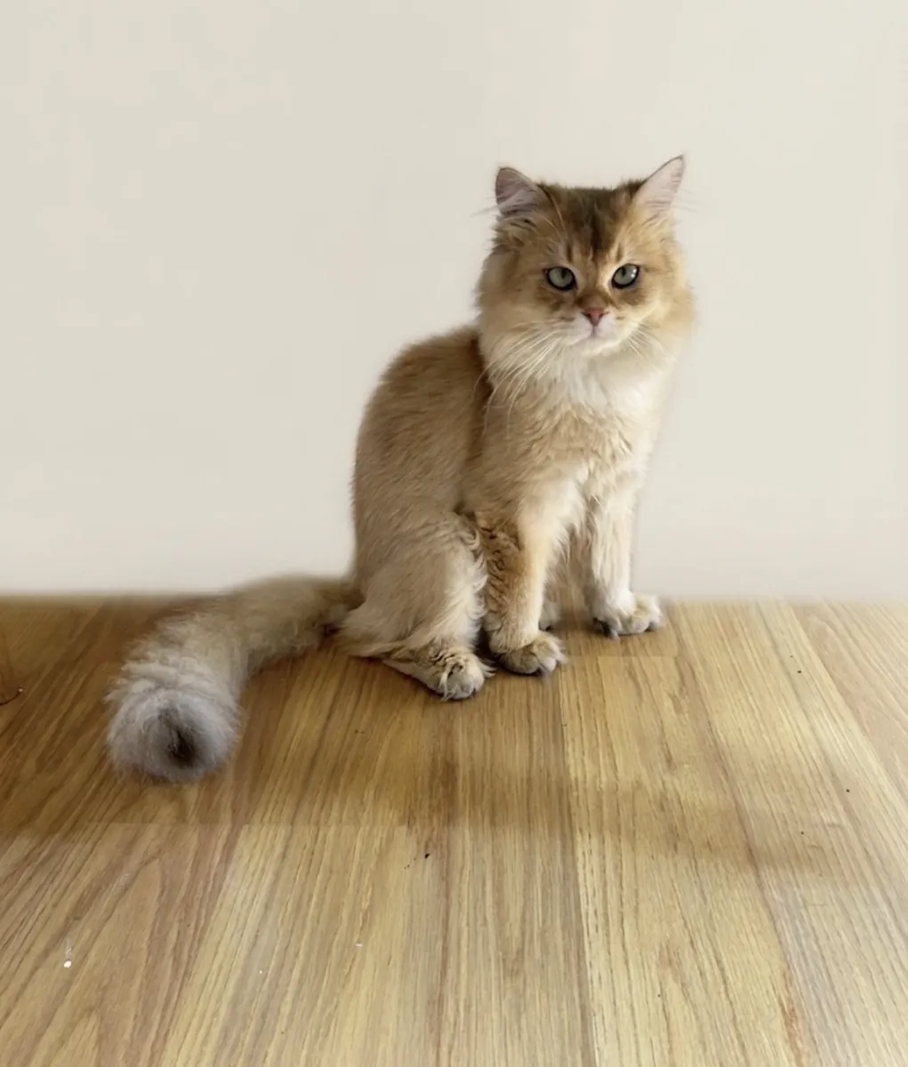 Purebred Golden British Longhair Male Gentle Rio Looking for a New Home