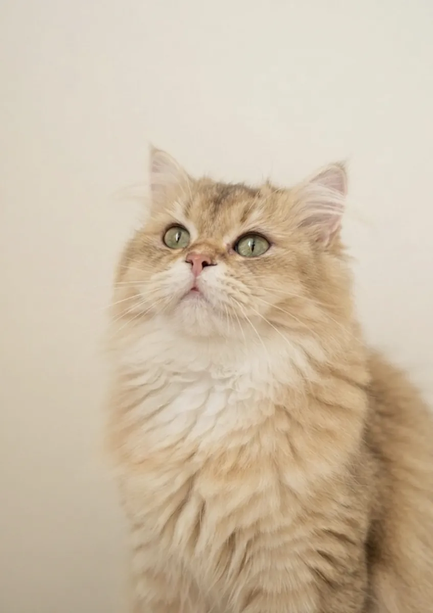 Purebred Golden British Longhair Male Gentle Rio Looking for a New Home