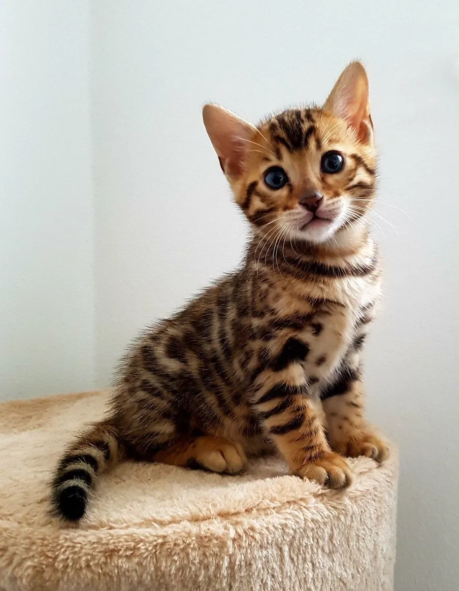 可爱的孟加拉小猫