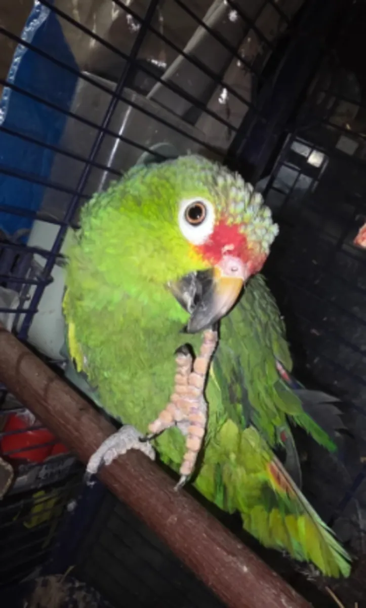 Adorable Amazon Parrot