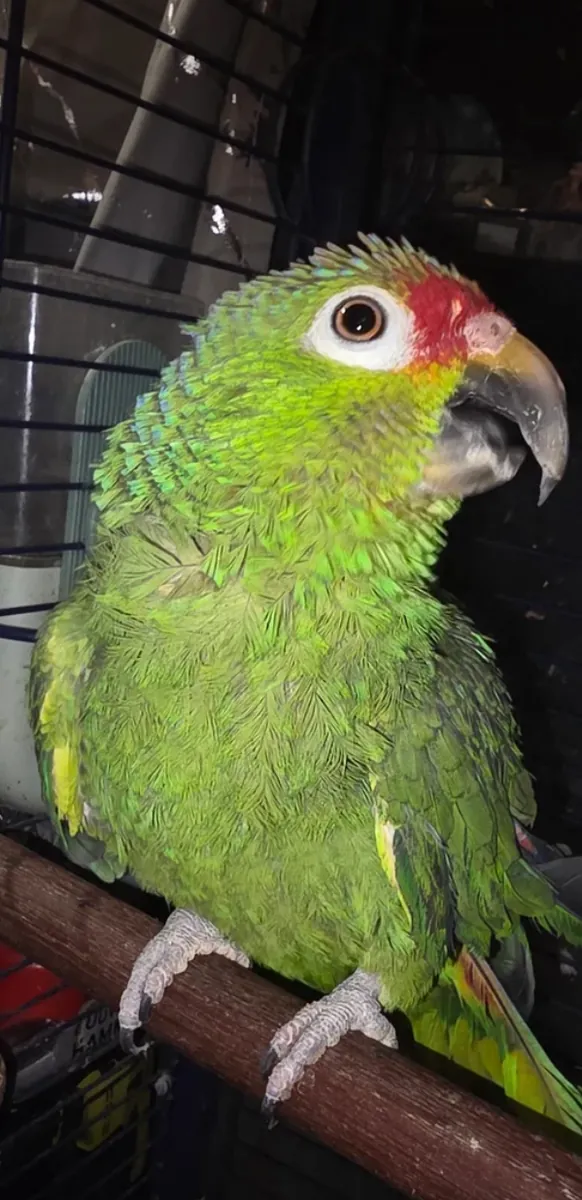 Adorable Amazon Parrot