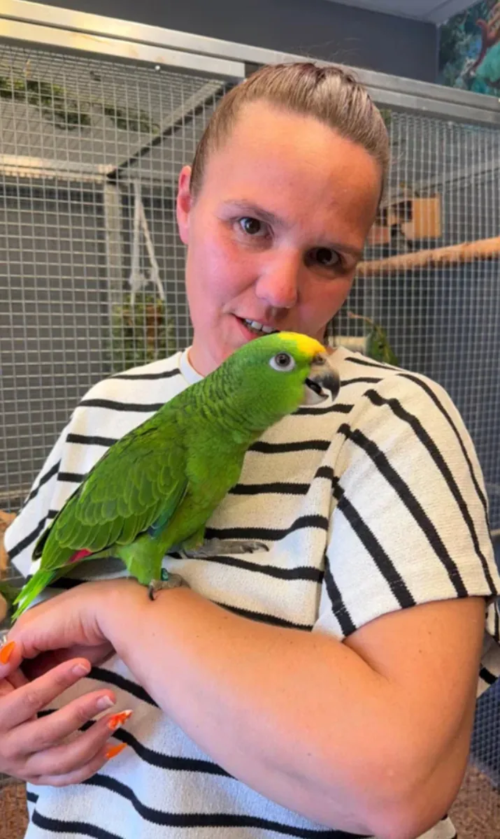 Stunning Panama Amazon Parrots