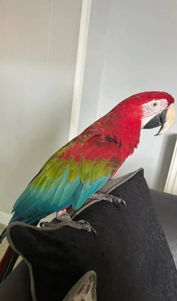 Stunning Green-winged Macaw