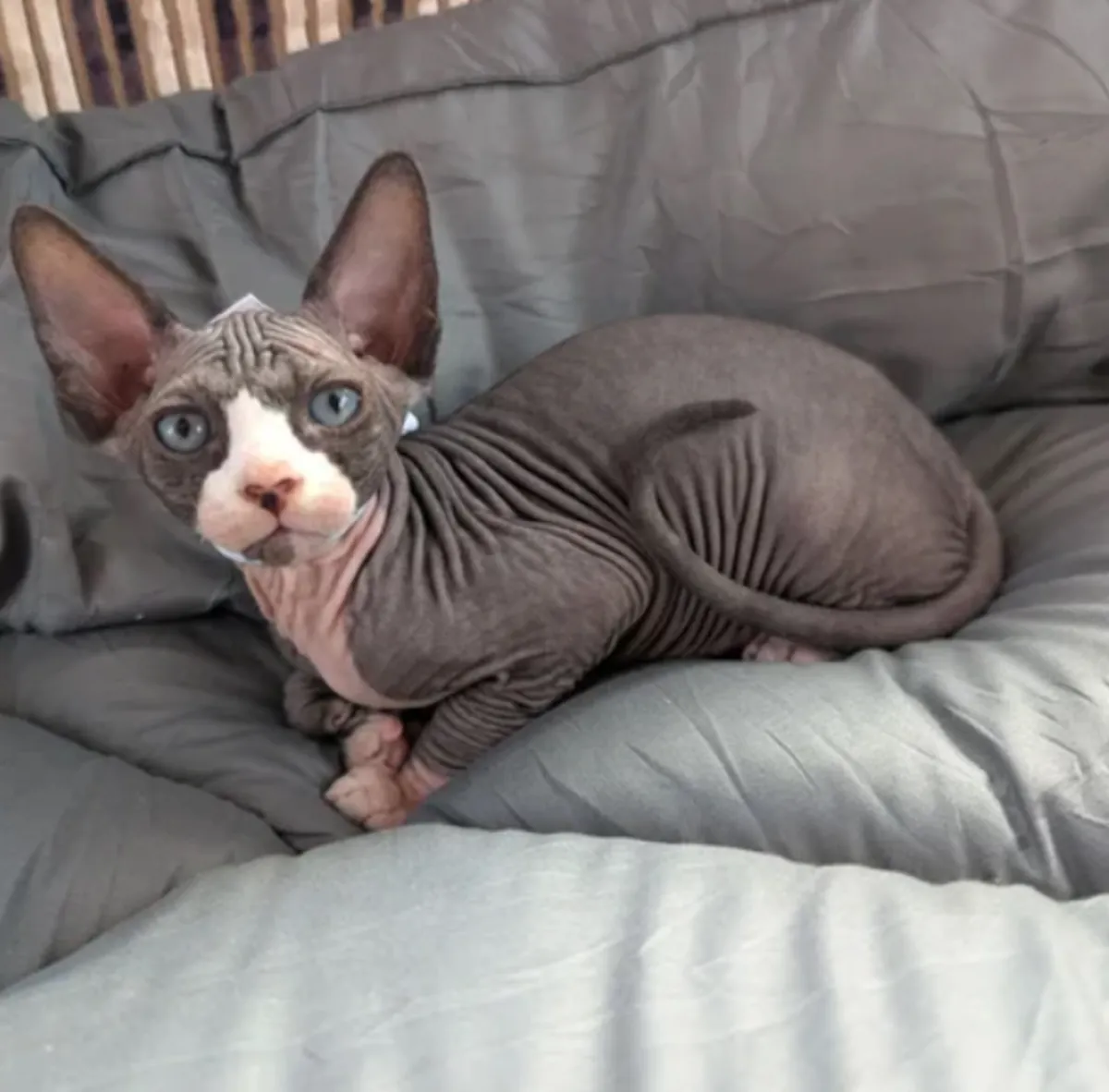 Impresionante gatito Sphynx