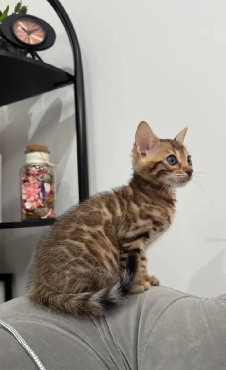 Stunning Bengal Kitten