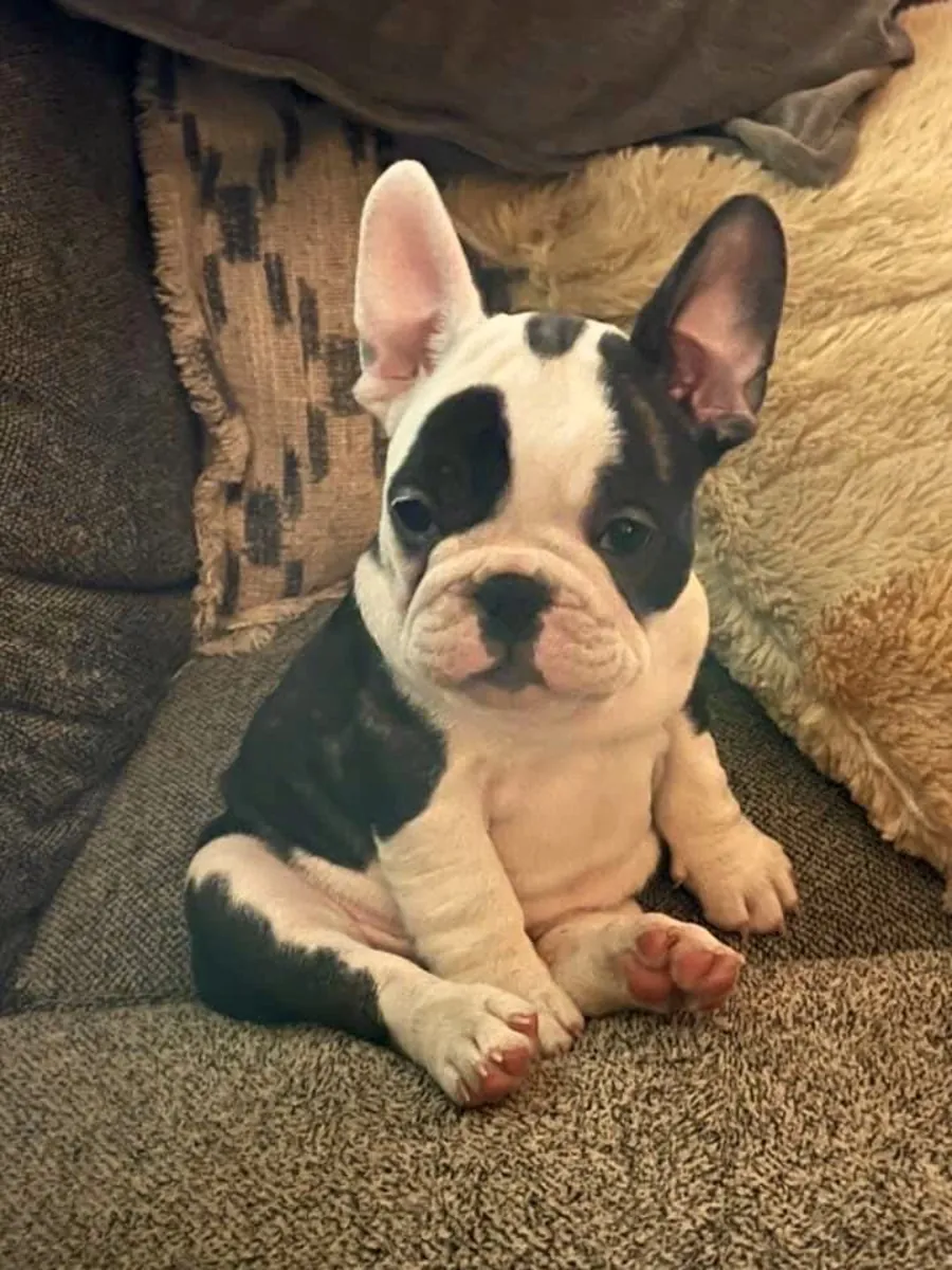 Stunning Bouledogue Francois