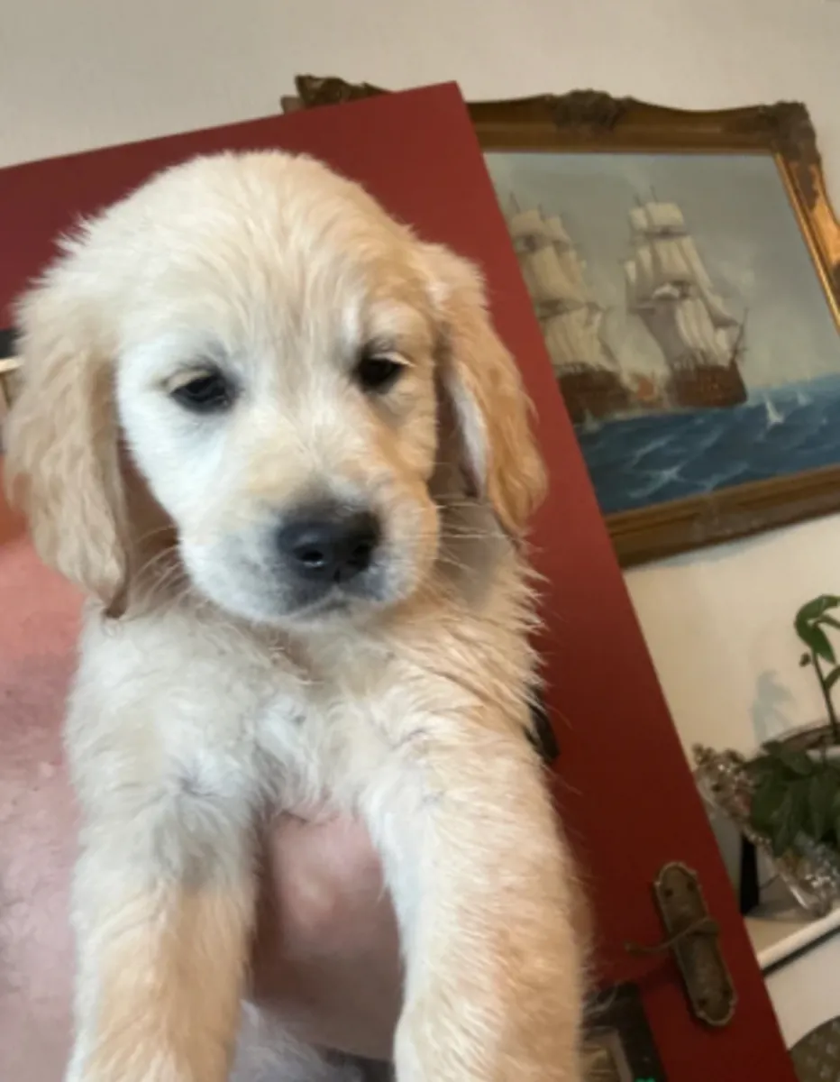 Labrador Retriever Éblouissant