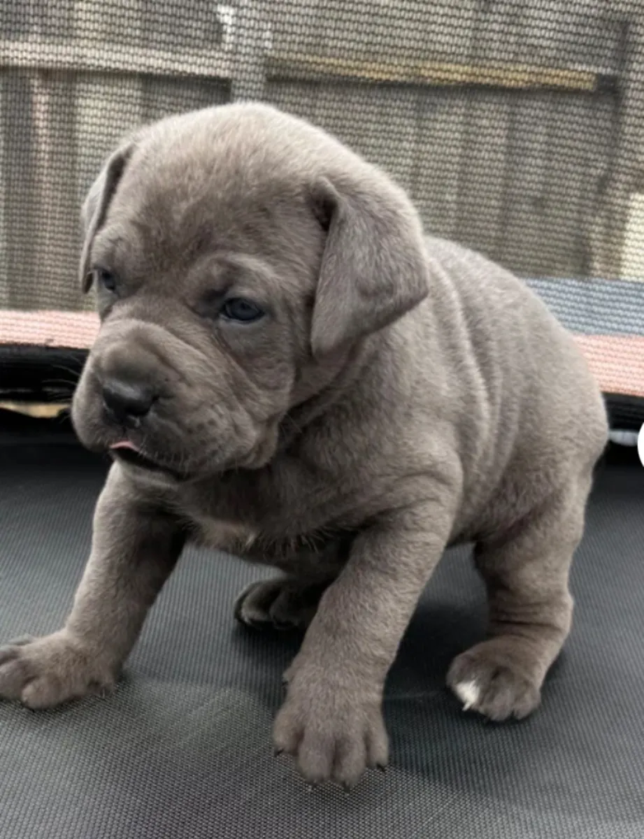 Stunning Cane Corso Puppy