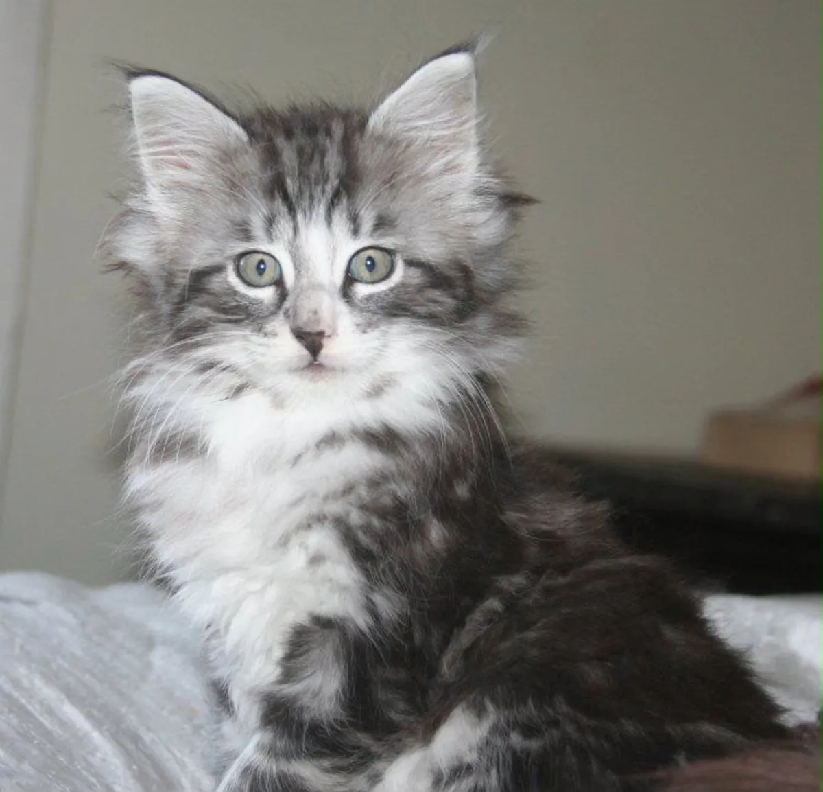Cute Bengal Kitten