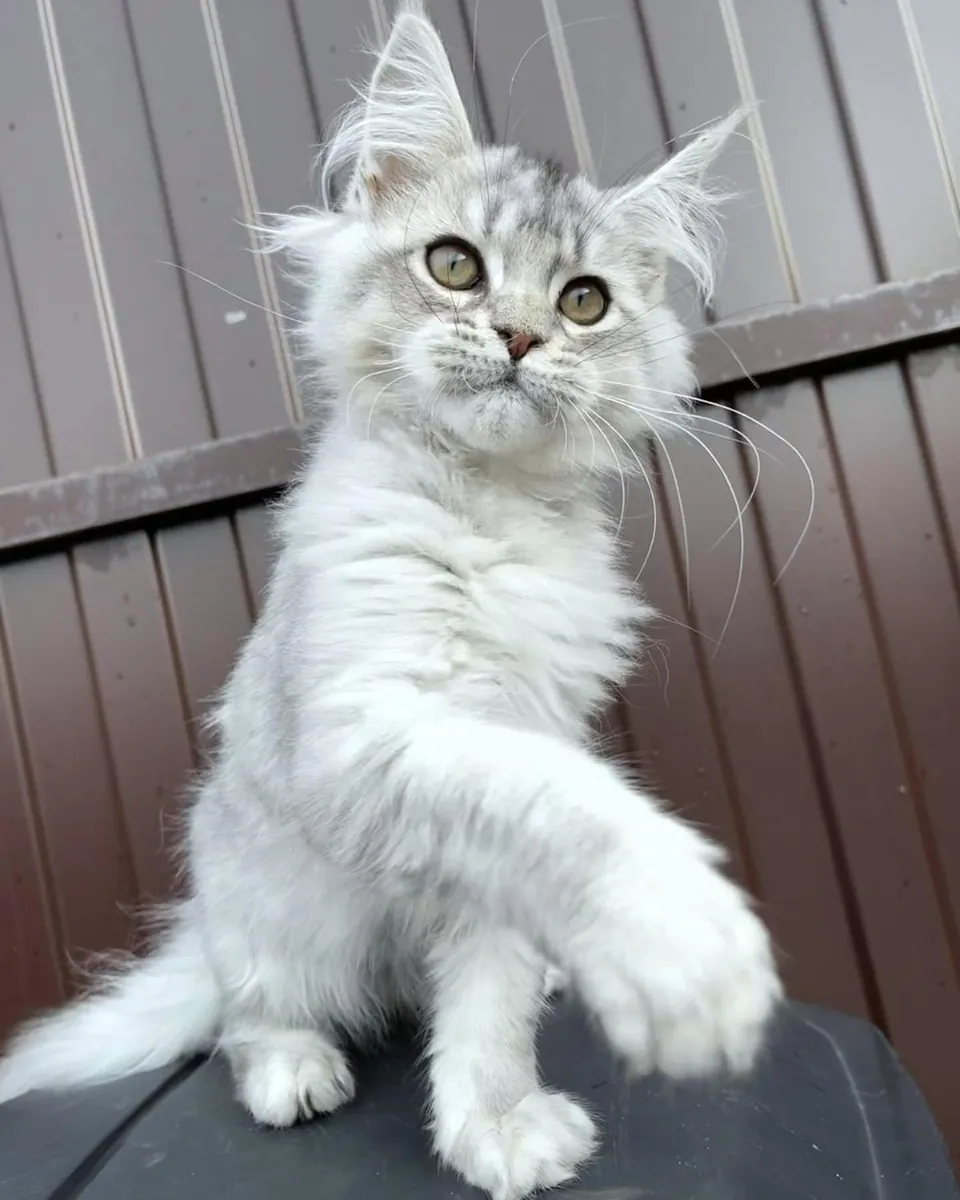 adozione di un Maine Coon