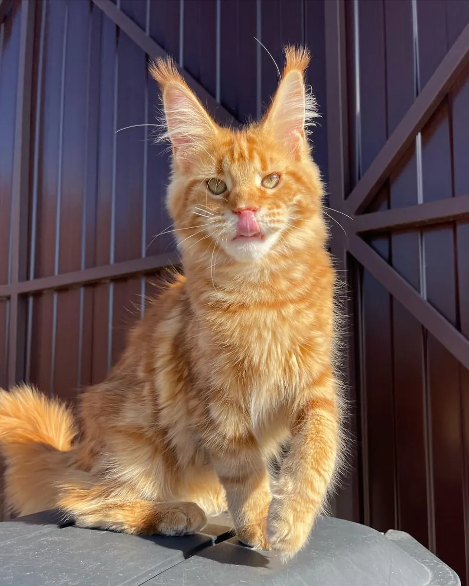 adozione di un Maine Coon