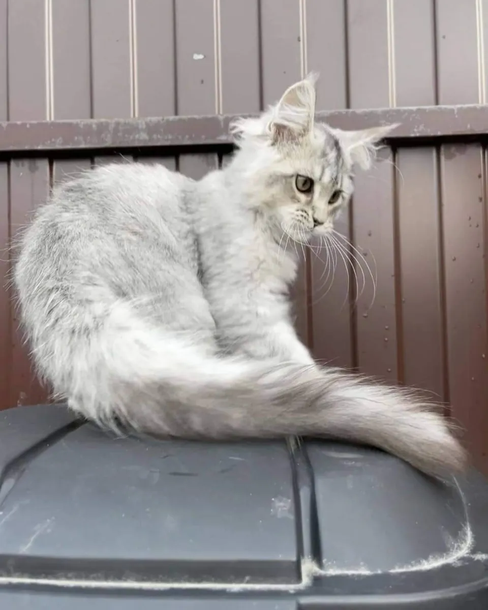 adozione di un Maine Coon