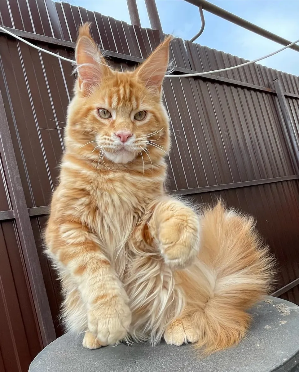adozione di un Maine Coon
