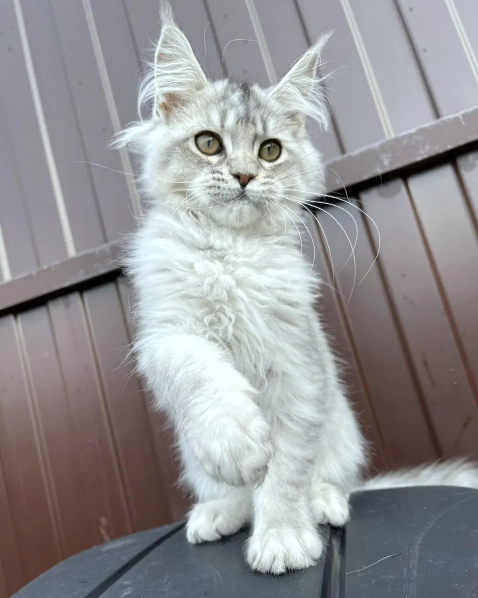 adozione di un Maine Coon