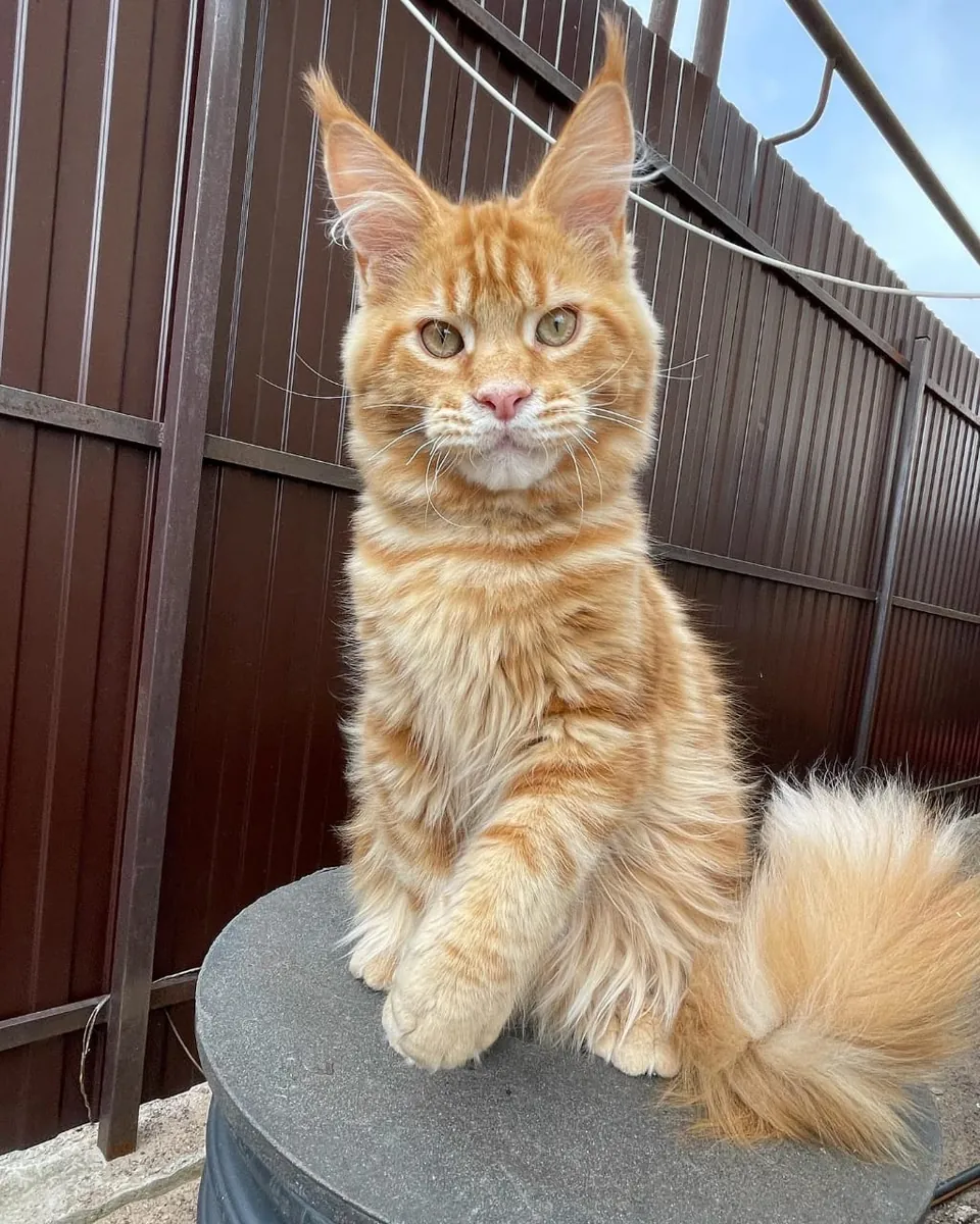 adozione di un Maine Coon
