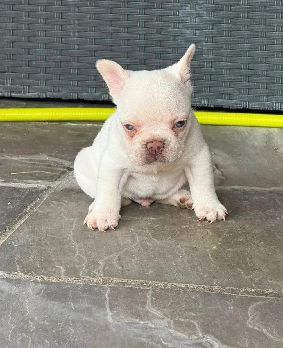 Hermosos cachorros bulldog francés blanco y pío