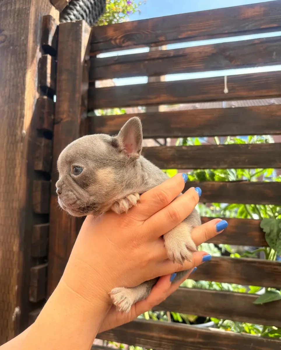Adorables Bulldogs Français à Adopter