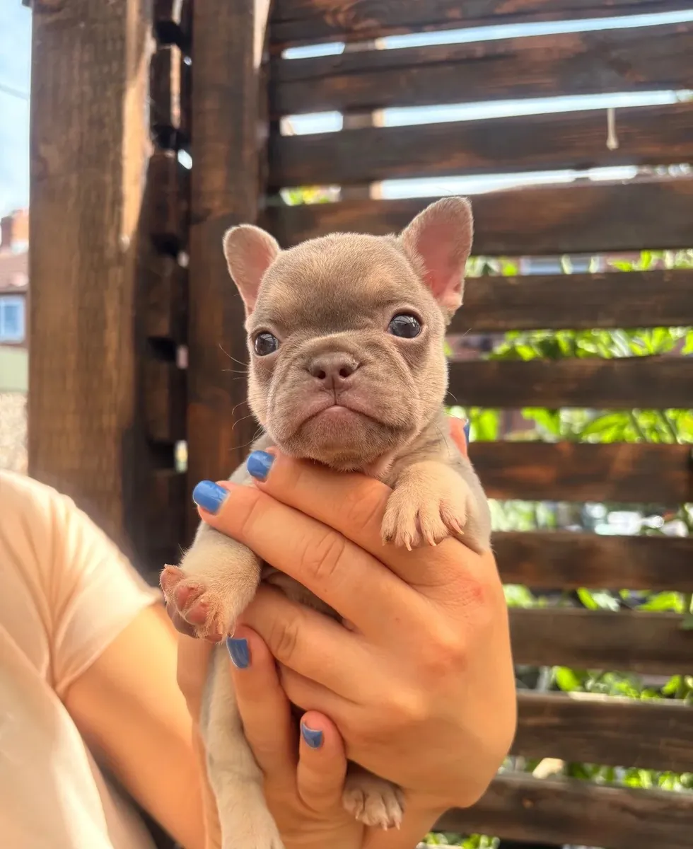Şık Fransız Bulldog Yavruları Mevcut
