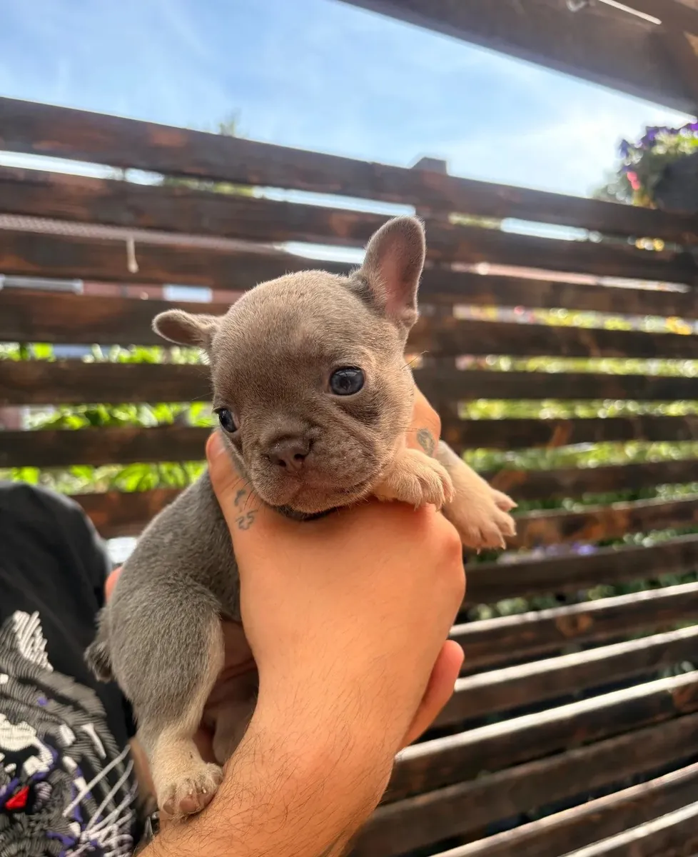 Şık Fransız Bulldog Yavruları Mevcut